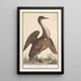 Anhinga Anhinga - Anselmus Botius de Boodt — kehystetty taideteos seinällä