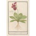 Primula Roode Beeren oore Auricula ursi rubra Auricule rouge - Anselmus Botius de Boodt — näkymä teoksesta