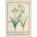 Perce-neige Galanthus ja narsissi Narcissus - Anselmus Botius de Boodt — näkymä teoksesta