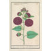 Rose-trémière maalaus Alcea rosea - Anselmus Botius de Boodt — näkymä teoksesta