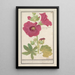 Alppiruusu Alcea rosea yksinkertainen talviruusu Malva rosea hiemalis yksinkertainen kukkiva - Anselmus Botius de Boodt