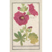 Alppiruusu Alcea rosea yksinkertainen talviruusu Malva rosea hiemalis yksinkertainen kukkiva - Anselmus Botius de Boodt