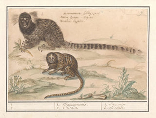 Anselmus Botius de Boodt - Twee gewone penseelapen Callithrix jacchus 1 2 1 Mammonelus 2 Caitaia.webp