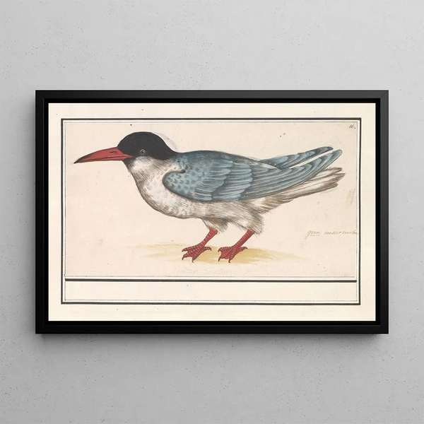 Anselmus Botius de Boodt - Visdief Sterna hirundo.webp