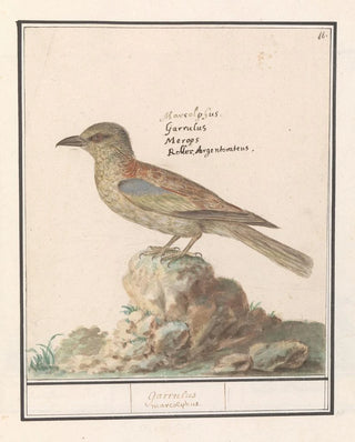Anselmus Botius de Boodt - Vlaamse Gaai Garrulus glandarius.webp