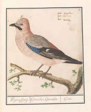 Anselmus Botius de Boodt - Vlaamse gaai Garrulus glandarius (Case Conflict).webp