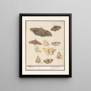 Anselmus Botius de Boodt - Vlinders en motten Motten Papillons.webp