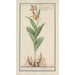 Cypripedium calceolus Venusin sabotti maalaus - Anselmus Botius de Boodt — näkymä teoksesta