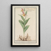 Cypripedium calceolus Venusin sabotti maalaus - Anselmus Botius de Boodt — kehystetty taideteos seinällä