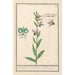 Ophrys abeille Ophrys bombyliflora Orchis Satyrion Satyrionin - Anselmus Botius de Boodt — näkymä teoksesta