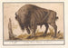 Euroopan biison maalaus Bison bonasus -lehmäsika Bos Bison Veterum -Anselmus Botius de Boodt — näkymä teoksesta