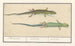 Lézard des Sables Lacerta agilis Lézard des Sables Lézard - Anselmus Botius de Boodt — näkymä teoksesta
