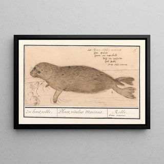 Anselmus Botius de Boodt - Zeehond Phocidae zee hond robbe Phoca vitulus Marinus Robbe veau marin.webp