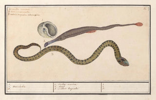 Anselmus Botius de Boodt - Zeeschelp zeenaald Syngnathus en waterslang Natrix 1 2 Meer naelde 3 1 Coclea marina 2 Acus 3 Natrix torquata 1 2 3.webp