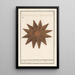 Maalauksen jäljennös Asteroidea tähden muotokuva Stella Marina - Anselmus Botius de Boodt