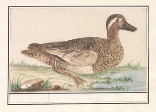 Anselmus Botius de Boodt - Zomertaling Anas querquedula.webp