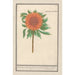 Helianthus annuus -auringonkukka -maalaus, auringon keltainen, pyöreä auringon kuva, pyöreä kukka, auringon alla ruoho, pyöreä kukka - Anselmus Botius de Boodt