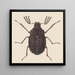 Aquarellimaalaus entomologiasta Pl058 - George Hudson — kehystetty taideteos seinällä