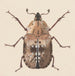 Aquarellimaalaus entomologiasta Pl059 - George Hudson — näkymä teoksesta