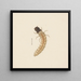 Aquarellimaalaus entomologiasta Pl083 - George Hudson — kehystetty taideteos seinällä
