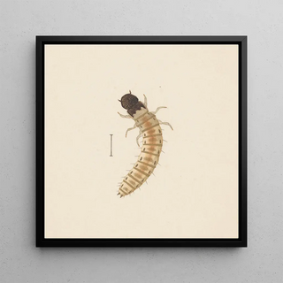 Aquarelle d'entomologie Pl083 - George Hudson