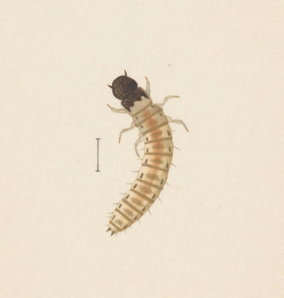 Aquarelle d'entomologie Pl083 - George Hudson