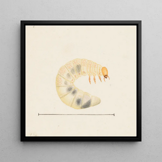 Aquarelle d'entomologie Pl087 - George Hudson