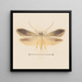Aquarelle d'entomologie Pl139 - George Hudson — kehystetty taideteos seinällä
