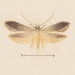 Aquarelle d'entomologie Pl139 - George Hudson — näkymä teoksesta