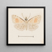 Aquarelle d'entomologie Pl161 - George Hudson — kehystetty taideteos seinällä