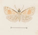 Aquarelle d'entomologie Pl161 - George Hudson — näkymä teoksesta