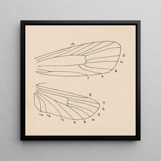 Aquarelle d'entomologie Pl163 - George Hudson