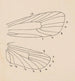 Aquarelli entomologian Pl163 - George Hudson — näkymä teoksesta