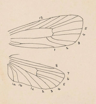 Aquarelle d'entomologie Pl163 - George Hudson