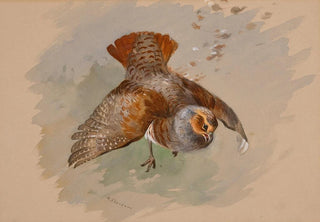 Archibald Thorburn - A Top Shot.webp