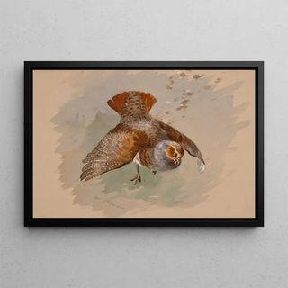 Archibald Thorburn - A Top Shot.webp