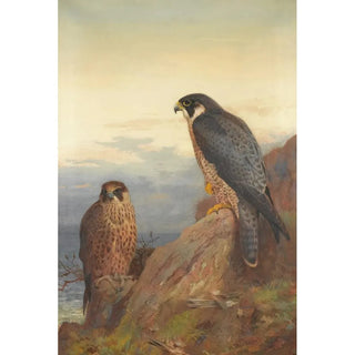 Archibald Thorburn - An Adult And Immature Peregrine.webp