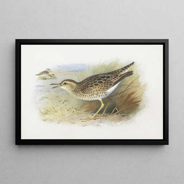 Bartram - Archibald Thorburn Pluviersa Maalaus — kehystetty taideteos seinällä