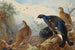 Grand tétras - Archibald Thorburn — näkymä teoksesta