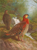 Tragopan de Blyth - Archibald Thorburn — näkymä teoksesta