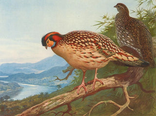 Archibald Thorburn - Cabots Tragopan.webp