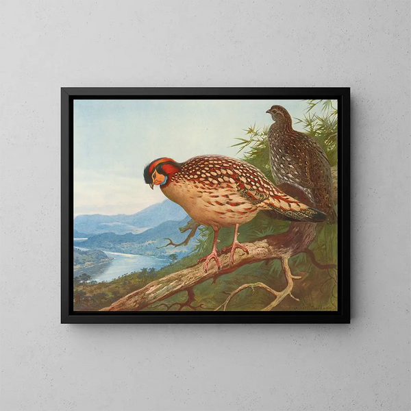Cabots tragopan - Archibald Thorburn — kehystetty taideteos seinällä