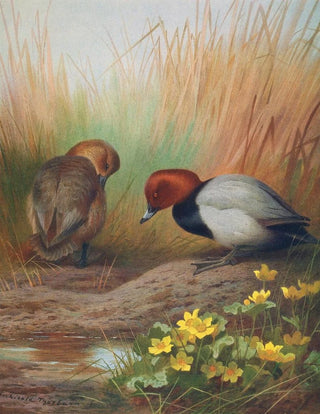 Archibald Thorburn - Common Pochard.webp