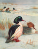 Harle bièvre - Archibald Thorburn — näkymä teoksesta