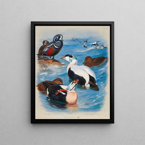 Canards arlequins et eiders - Archibald Thorburn — kehystetty taideteos seinällä