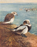 Canard laqué hivernal - Archibald Thorburn — näkymä teoksesta