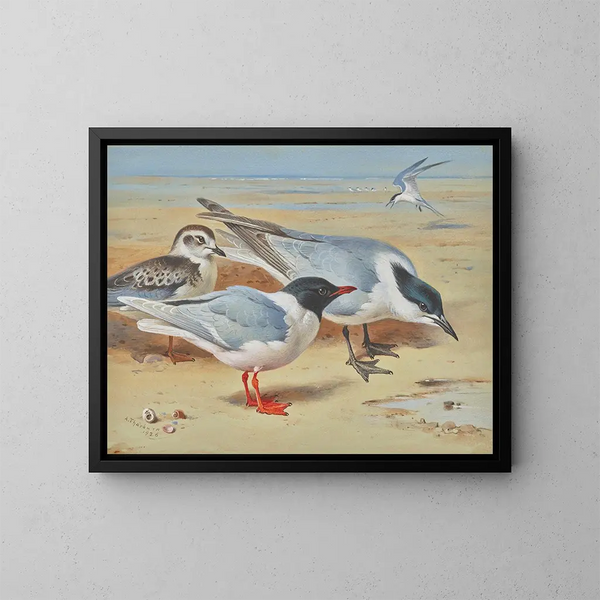 Mouette mélanocéphale et juvénile avec des sternes de Sandwich sur une plage - Archibald Thorburn — kehystetty taideteos seinällä