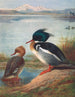 Harle huppé - Archibald Thorburn — näkymä teoksesta