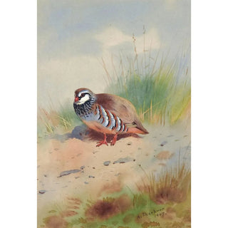 Archibald Thorburn - RedLegged Partridge.webp