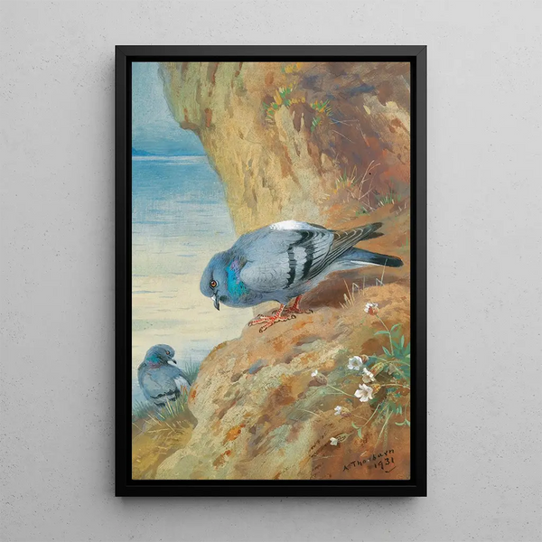 Pigeons bisets - Archibald Thorburn — kehystetty taideteos seinällä